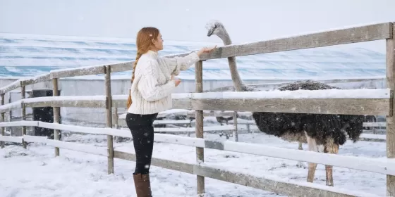 Екскурсія на страусину ферму