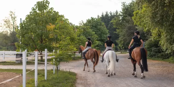 Екскурсія на конюшню та кінна прогулянка по лісі