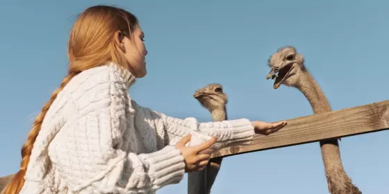 Екскурсія на страусину ферму